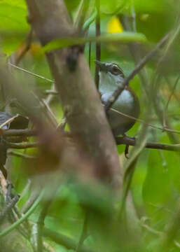 Image of Black-bellied Wren