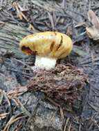 Image of Cortinarius pinguis (Zeller) Peintner & M. M. Moser 2002