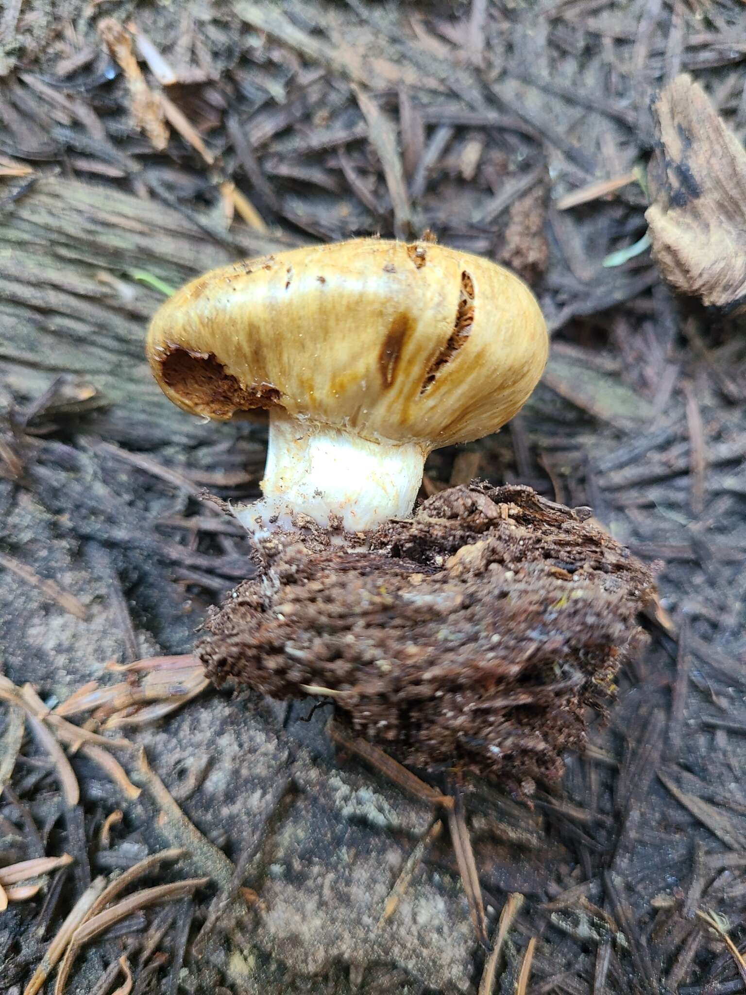 Image of Cortinarius pinguis (Zeller) Peintner & M. M. Moser 2002