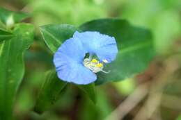 Image of Commelina auriculata Blume