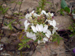 Image of Cleome chilensis DC.