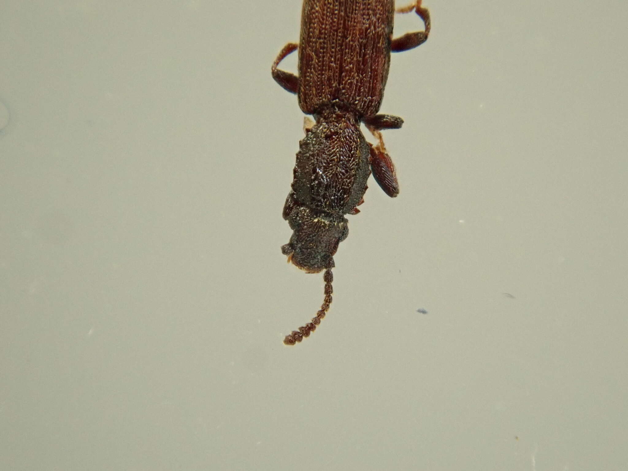 Image of Merchant Grain Beetle