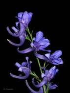 Image of Delphinium halteratum subsp. verdunense (Balbis) Graebner & Graebner fil.