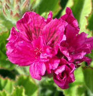 Image of regal pelargonium