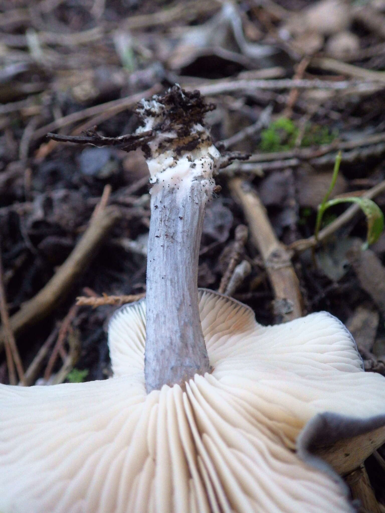 Image of Entoloma mougeotii (Fr.) Hesler 1967