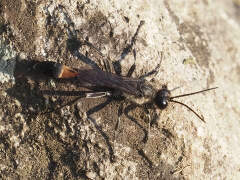 Image of Ammophila sabulosa (Linnaeus 1758)