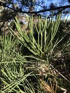 Image of Hakea drupacea (C. F. Gaertn.) Roem. & Schult.