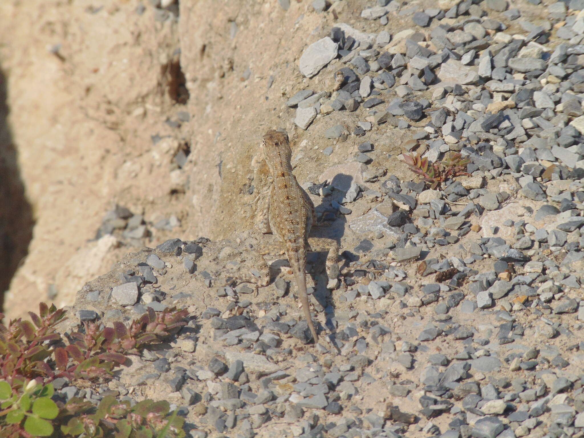 Plancia ëd Microlophus occipitalis (Peters 1871)