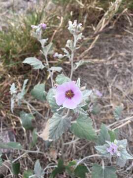 Imagem de Sphaeralcea brevipes (R. Phil.) Krapov.