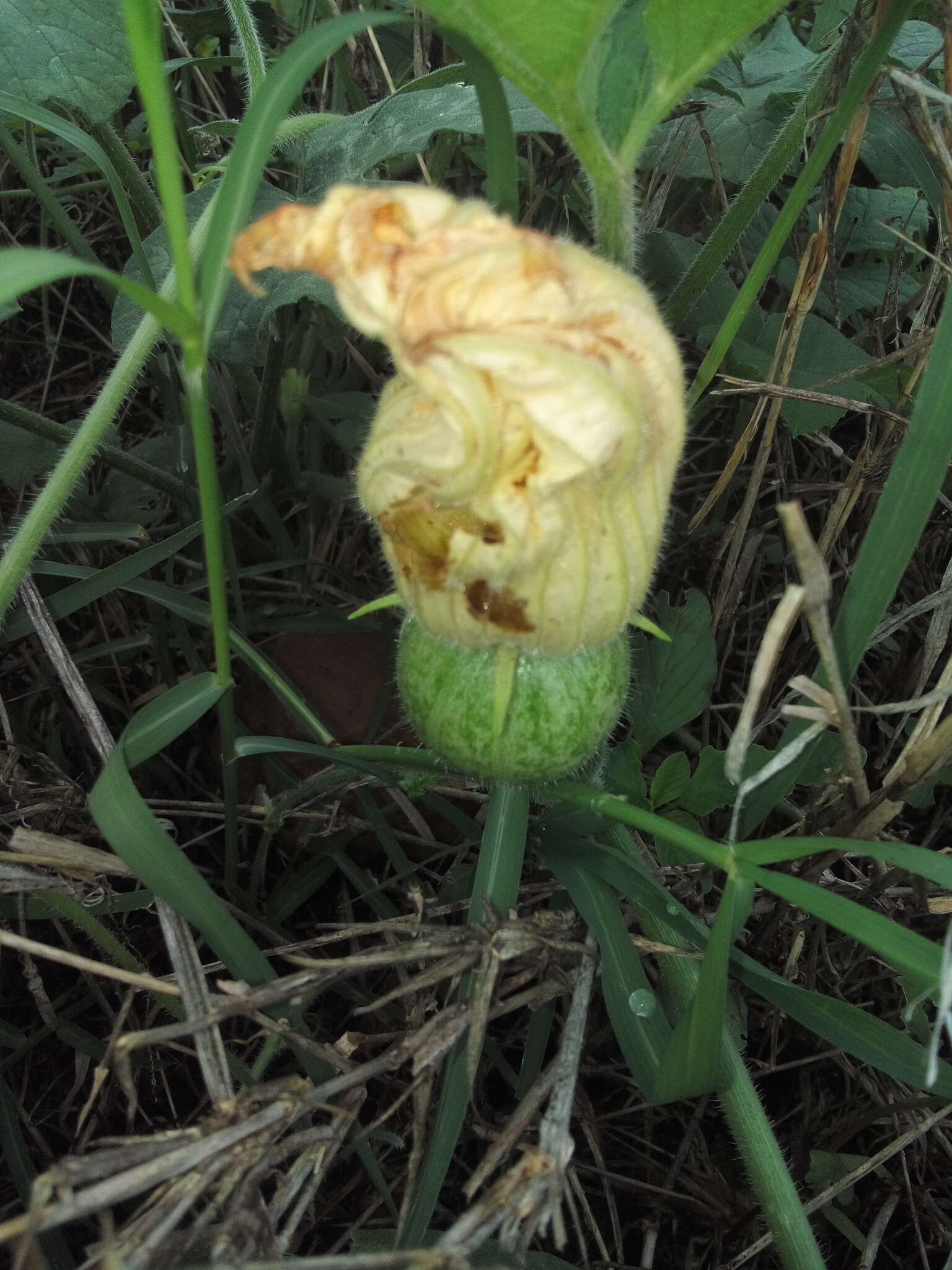 Imagem de Cucurbita radicans Naud.