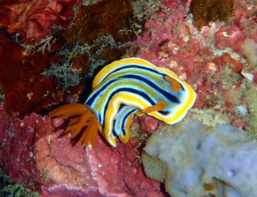 Image of Chromodoris colemani Rudman 1982