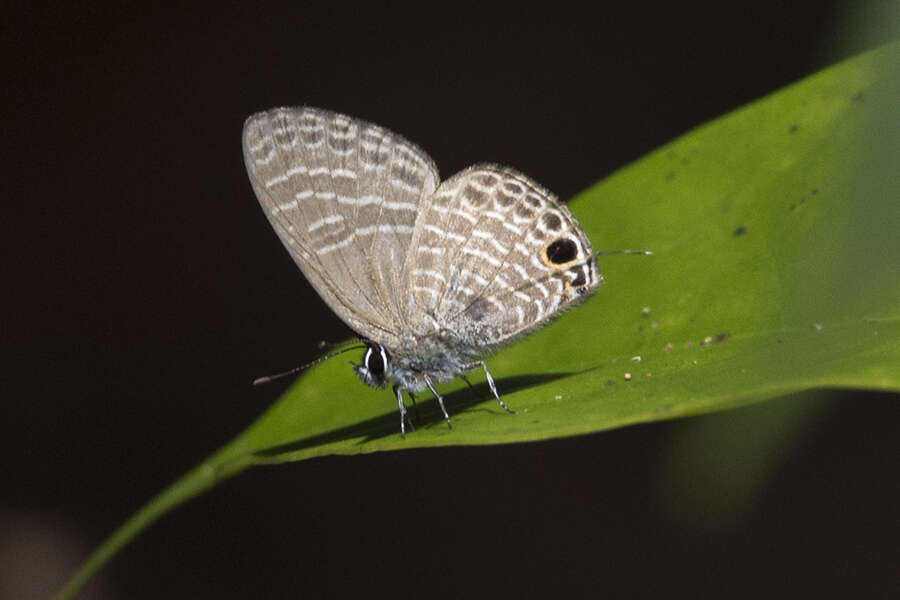 Image of Nacaduba subperusia (Snellen 1896)