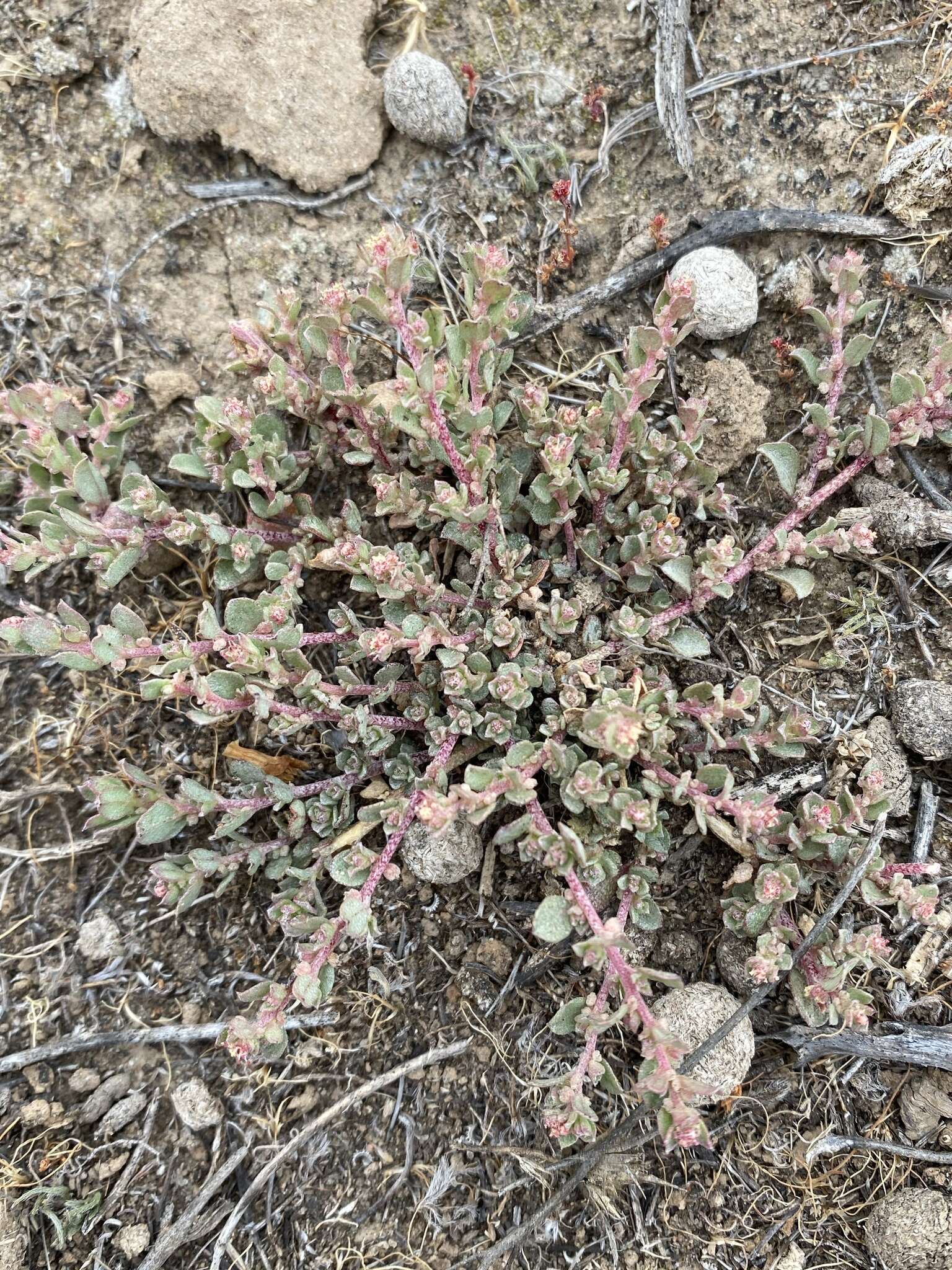 Image de Atriplex pacifica A. Nelson