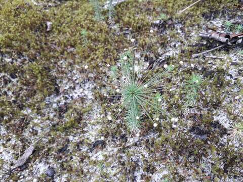 Image of Paepalanthus fasciculatus (Rottb.) Kunth