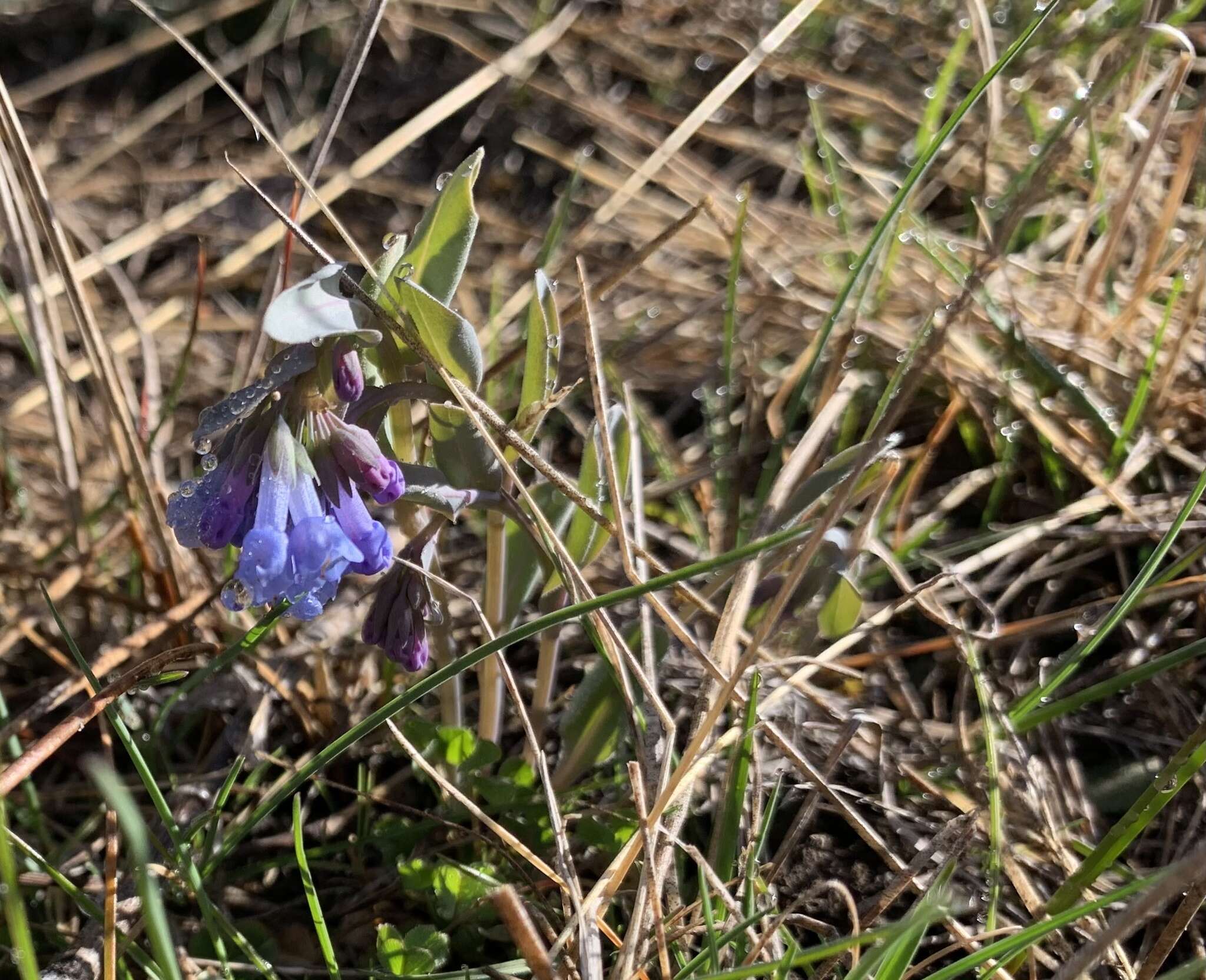 Mertensia longiflora Greene resmi