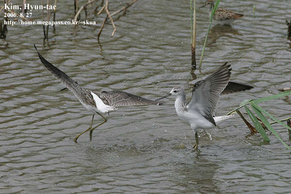 Image of Marsh Sandpiper