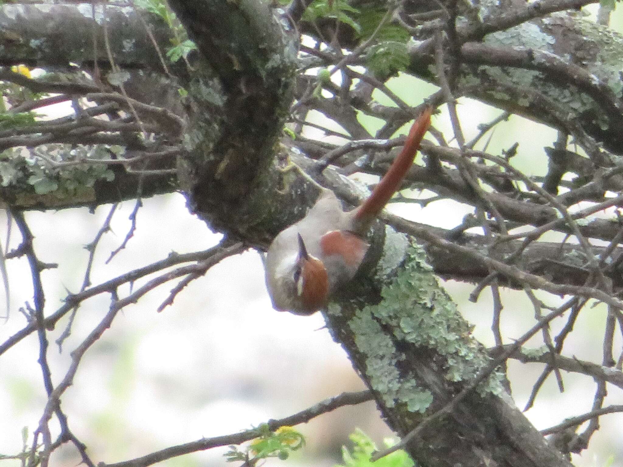 Image of Fraser's Spinetail