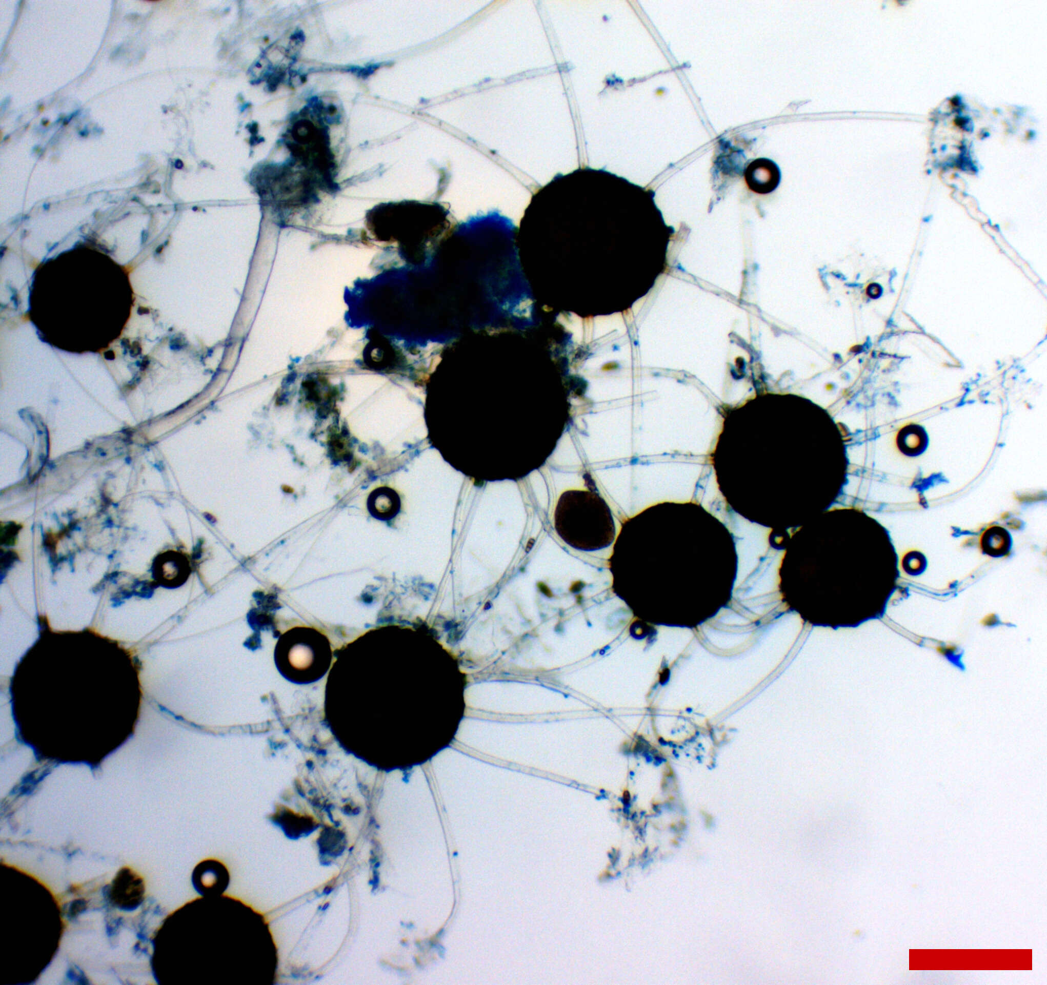 صورة Erysiphe extensa (Cooke & Peck) U. Braun & S. Takam. 2000