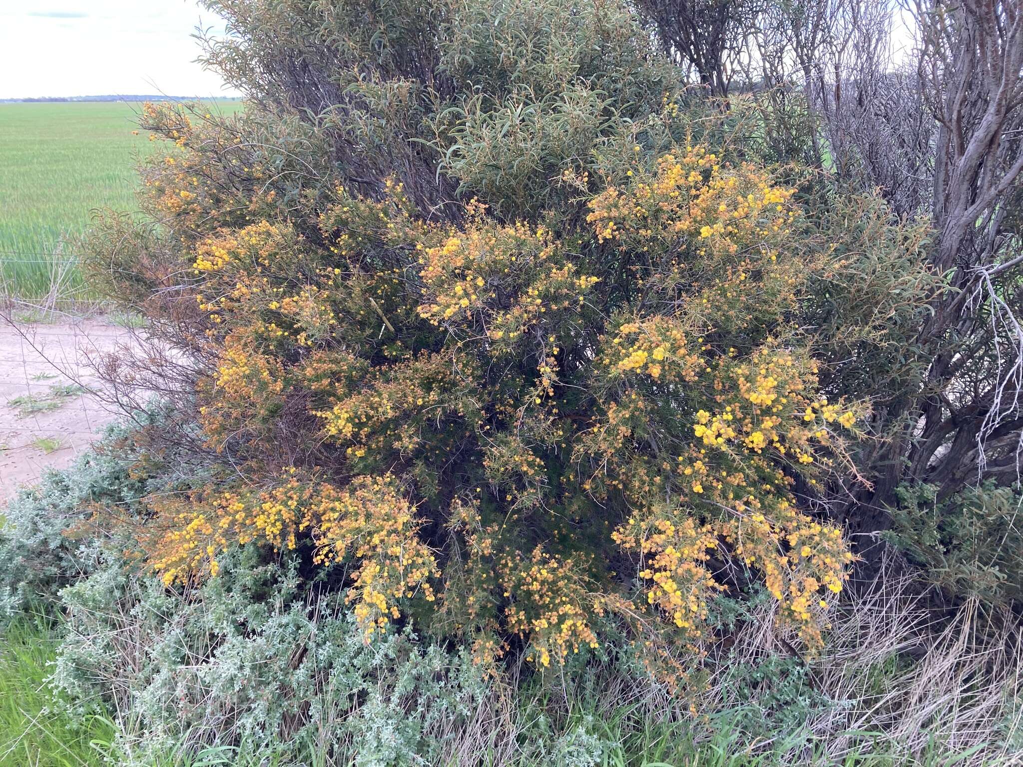 Слика од Acacia acuaria W. Fitzg.