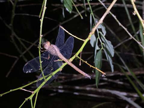 Image of Evening Skimmer