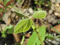 Plancia ëd Rhynchosia latifolia Torr. & A. Gray