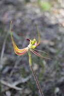 Image of Fringed mantis orchid