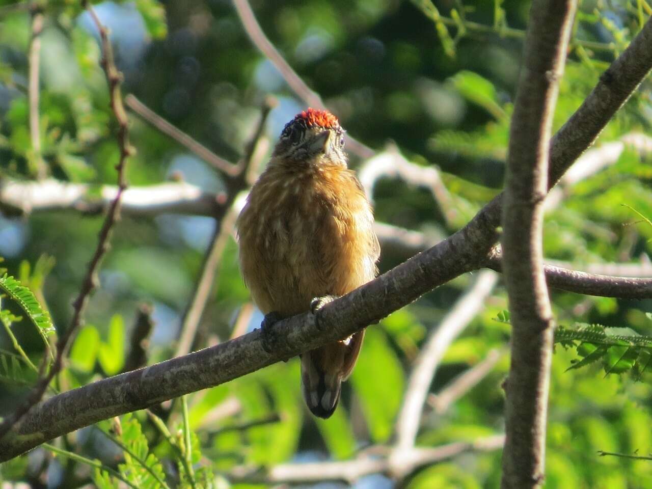 Image of Ochraceous Piculet