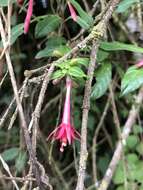 Image of Fuchsia crassistipula P. E. Berry