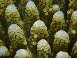 Image of Acropora gemmifera (Brook 1892)