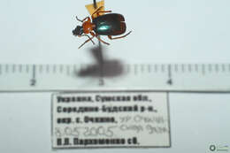 Image of Lebia (Lamprias) chlorocephala (J. J. Hoffmann 1803)