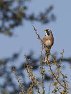 Image of Many-colored Chaco Finch