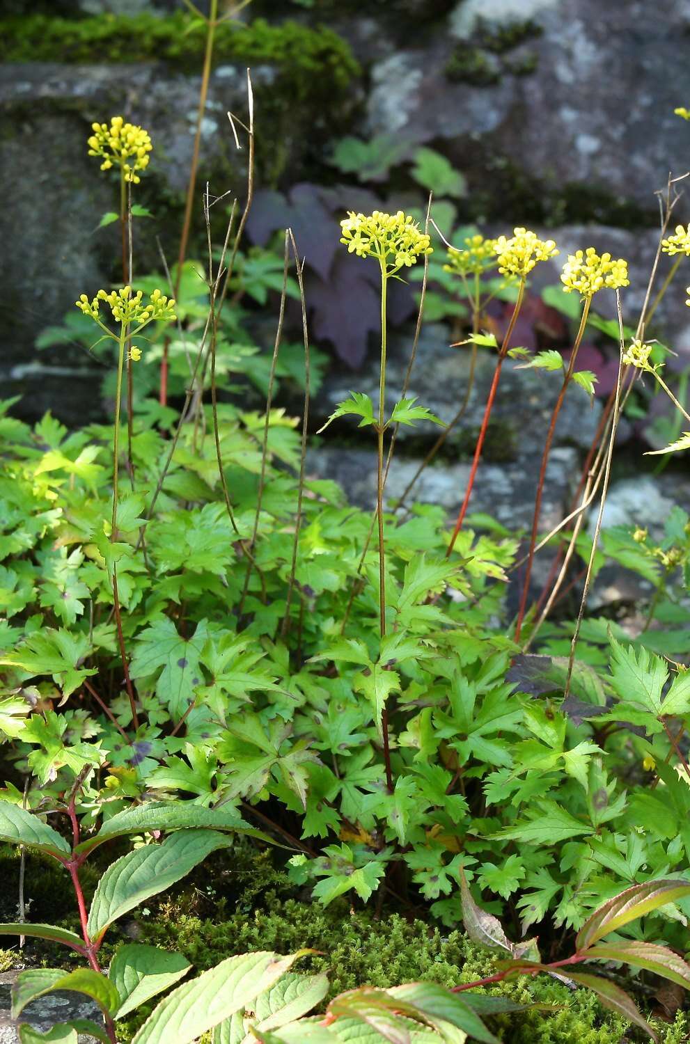 Image of Patrinia triloba var. palmata (Maxim.) Hara