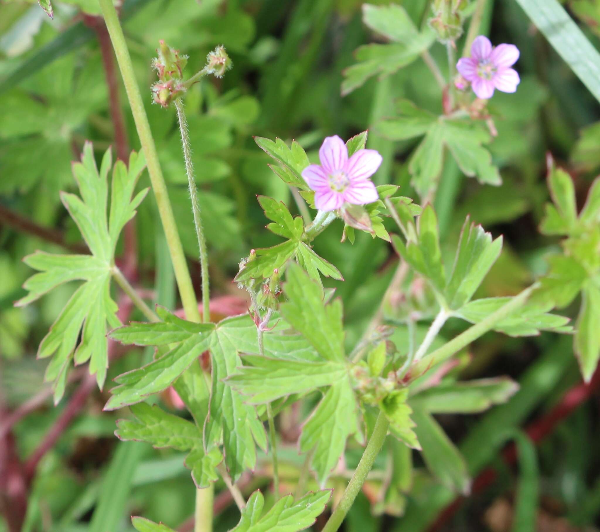 Imagem de Geranium potosinum H. E. Moore