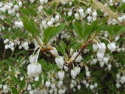 Imagem de Enkianthus perulatus (Miq.) Schneider