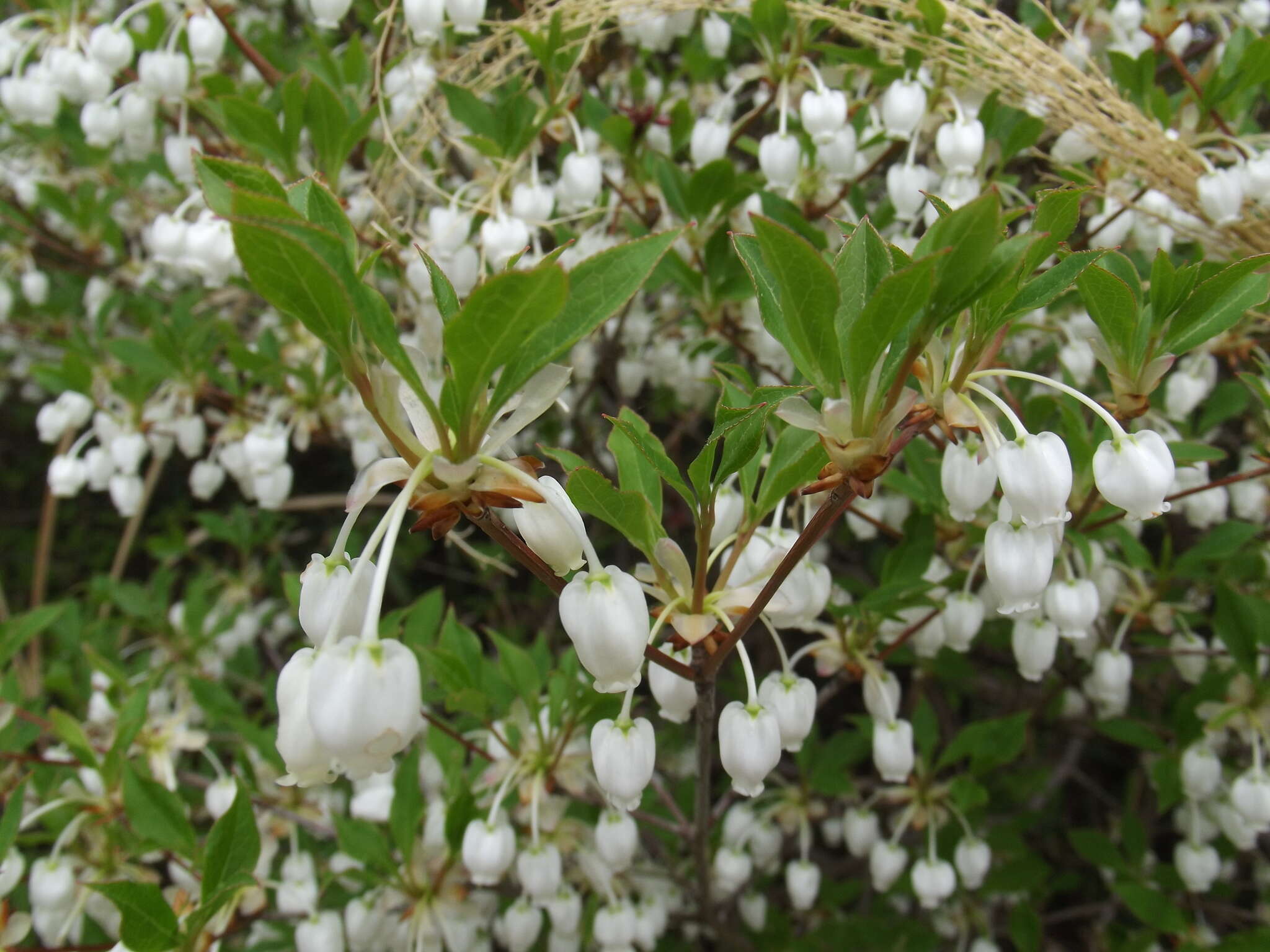 Image de Enkianthus perulatus (Miq.) Schneider