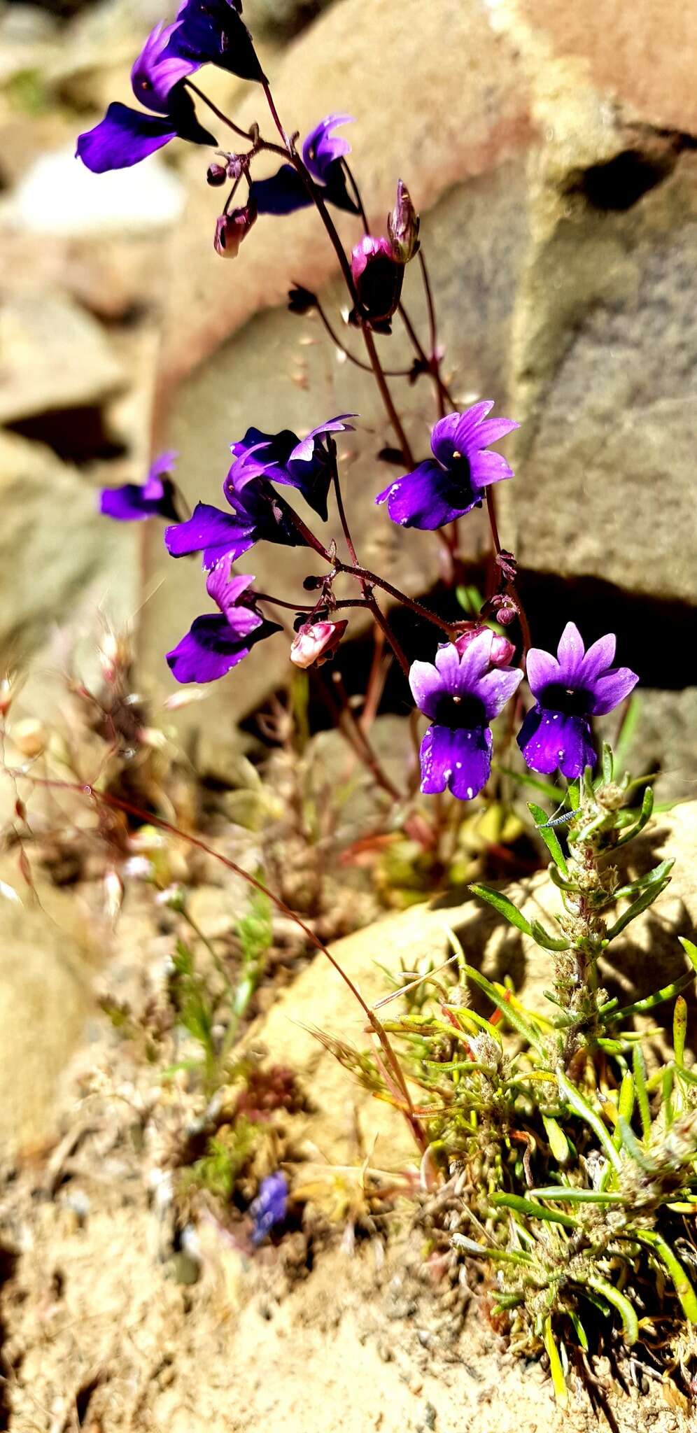 Image of Nemesia chrysolopha Diels