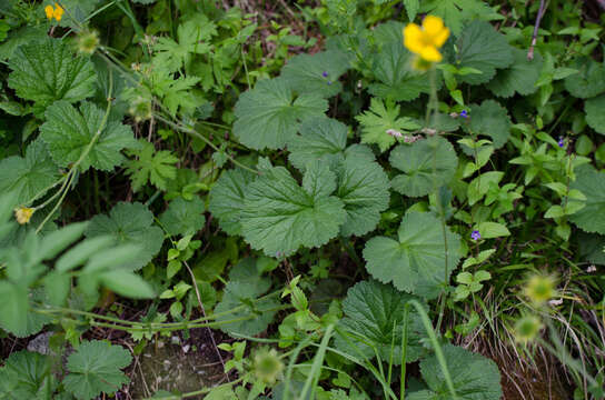 Image of Geum pyrenaicum Miller