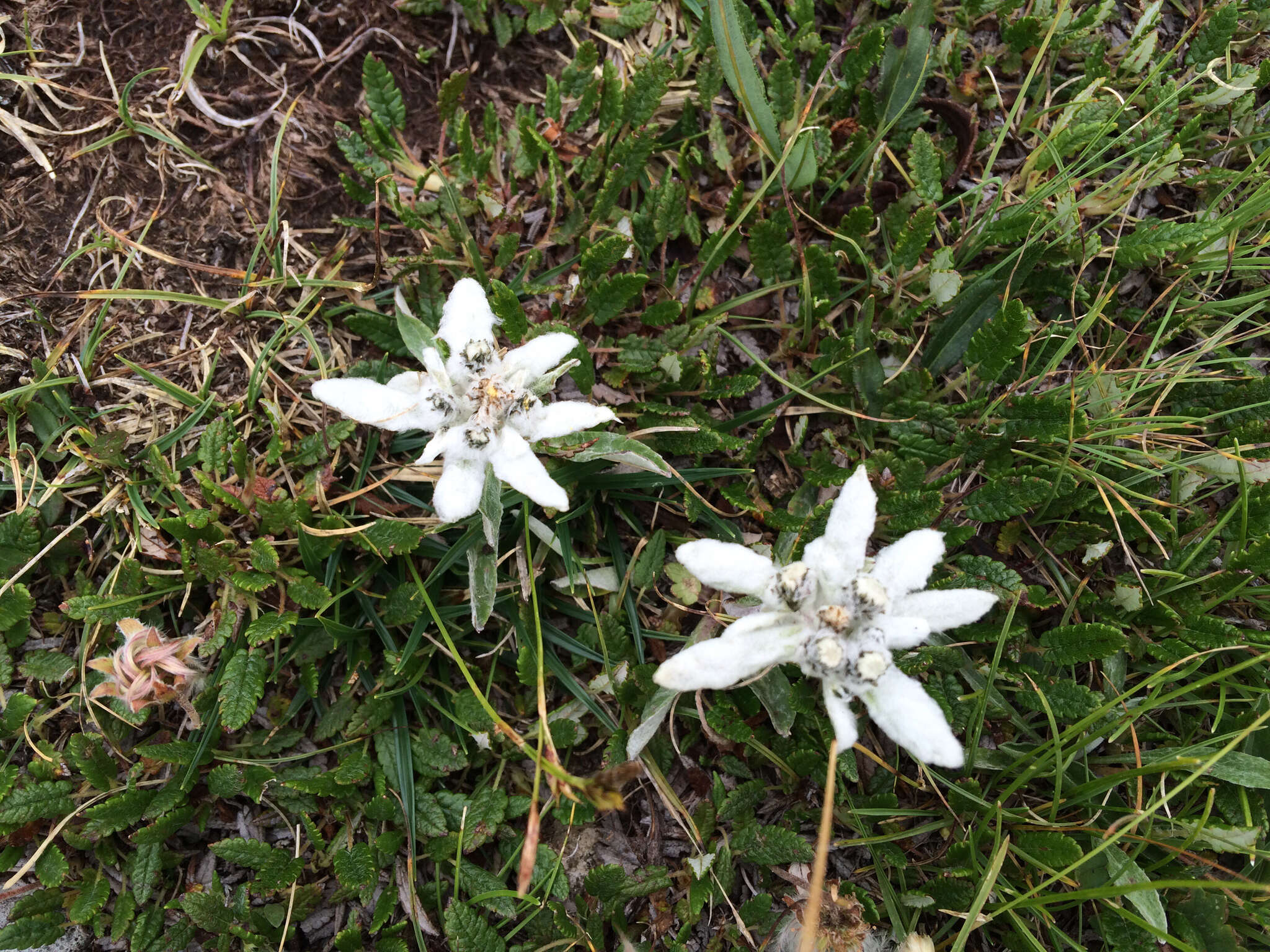 صورة Leontopodium nivale subsp. alpinum (Cass.) Greuter