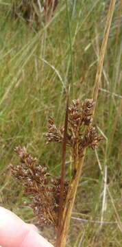 Image of Jamaica swamp sawgrass