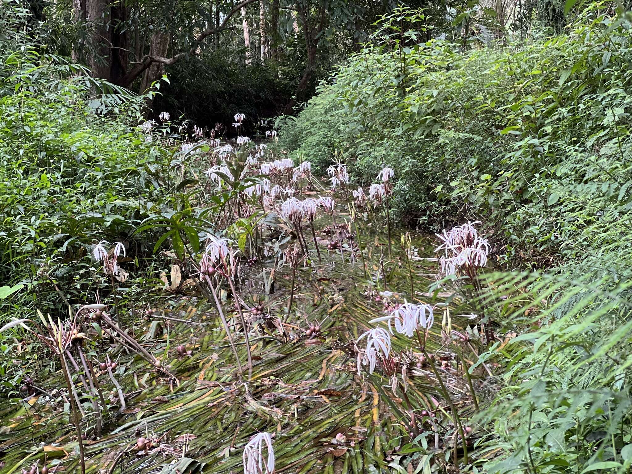 Image de Crinum thaianum J. Schulze