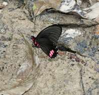 Parides sesostris (Cramer (1779)) resmi