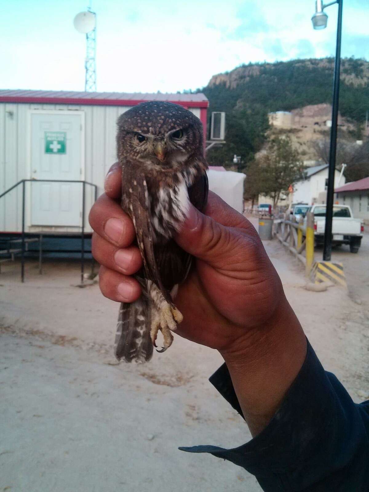 Plancia ëd Glaucidium gnoma Wagler 1832