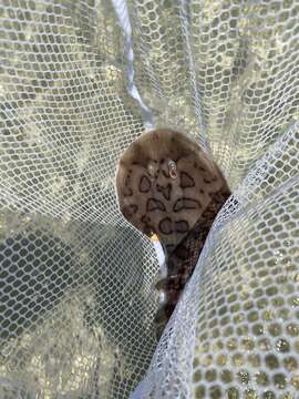 Image of Caribbean Electric Ray