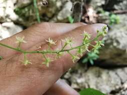 Dioscorea convolvulacea Cham. & Schltdl. resmi