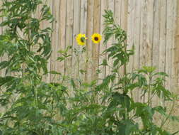 Image of common sunflower