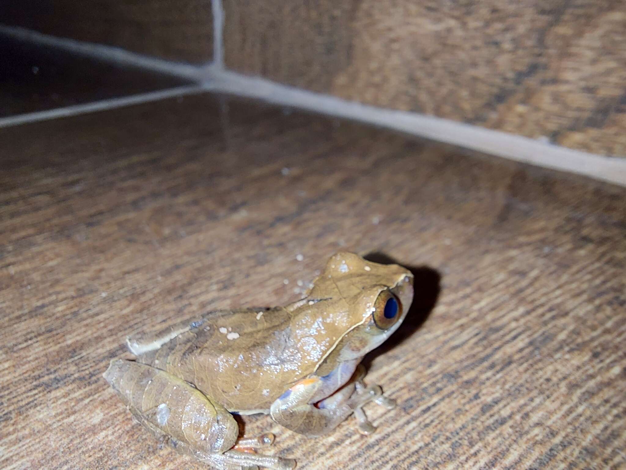 Image of Dendropsophus anceps (Lutz 1929)