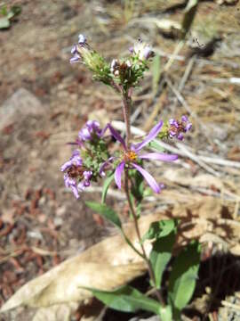 Eurybia integrifolia (Nutt.) G. L. Nesom resmi