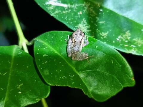 Image of Pristimantis platydactylus (Boulenger 1903)