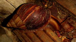 Image de Lissachatina immaculata