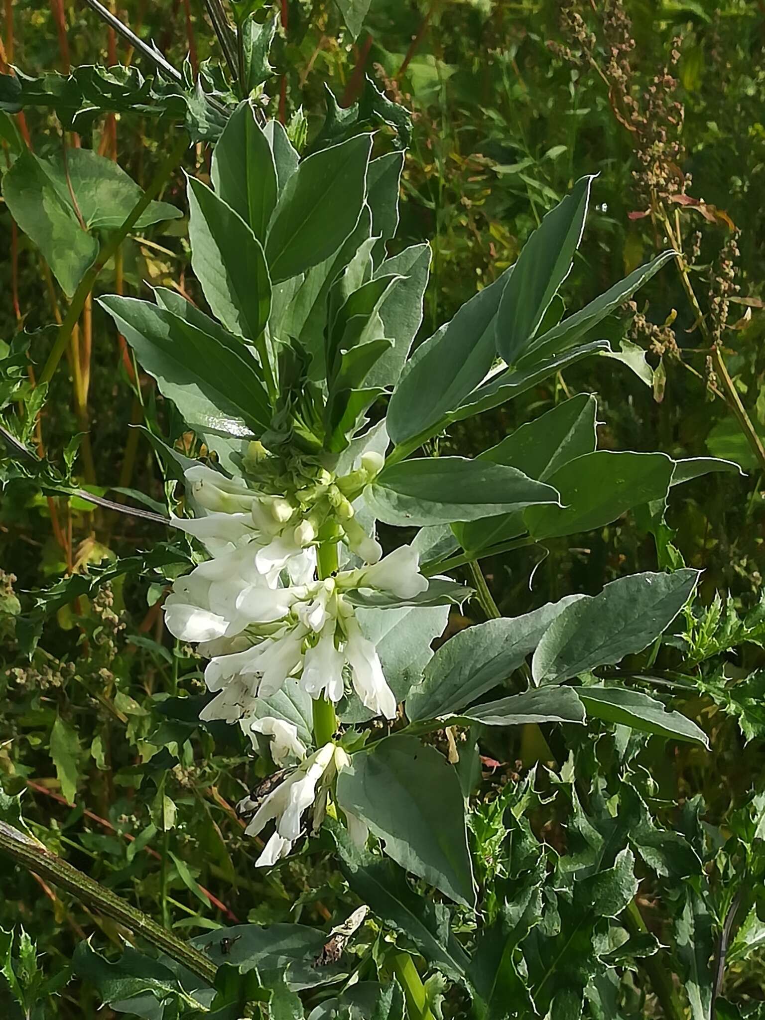 Image of Broad Bean